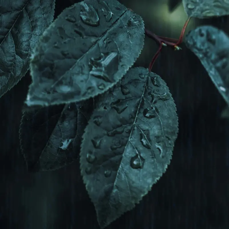 雨声与天气音效